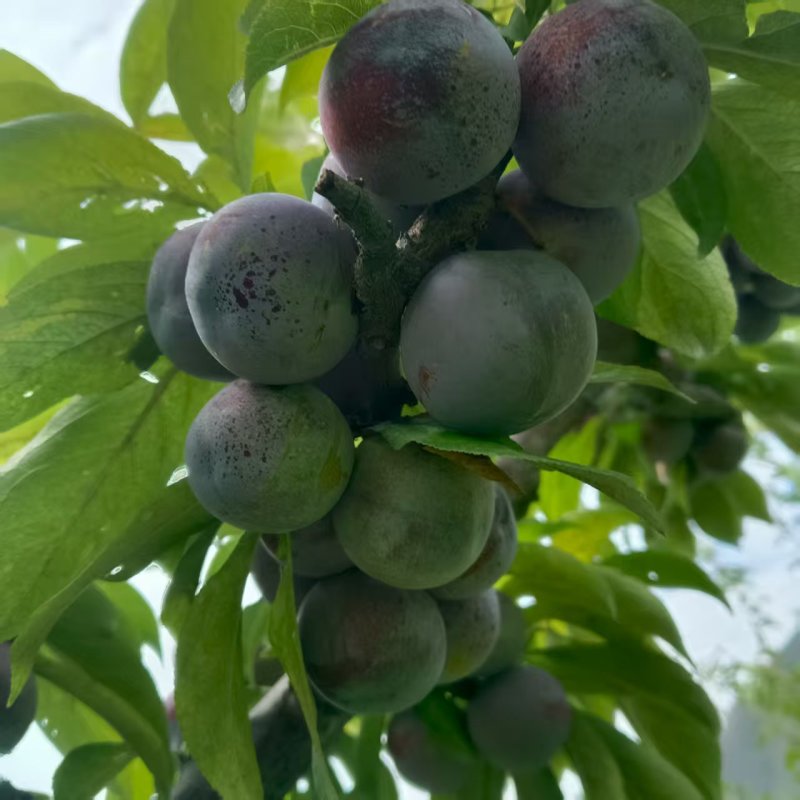 脆红李