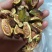 2025年无花果生果茶干，七到八成熟鲜果烘烤，草干