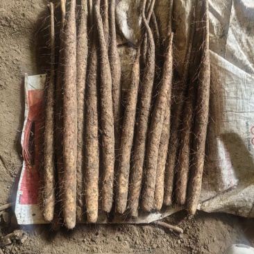 双棒山药，大量卖货，对接全国，货源充足，口感细腻