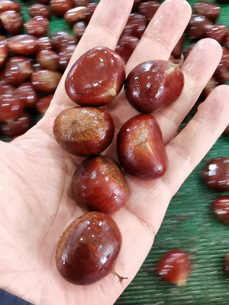 《板栗》产地大量现货，价格便宜，质量保证，支持全国各地发
