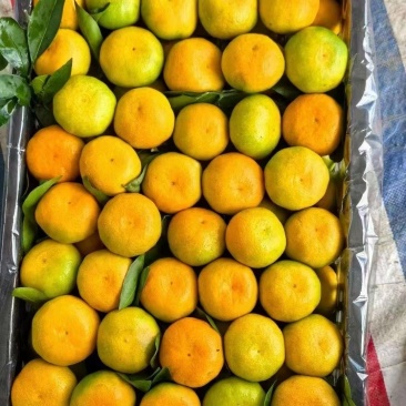 湖北特早蜜橘