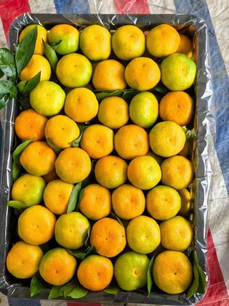 湖北特早蜜橘