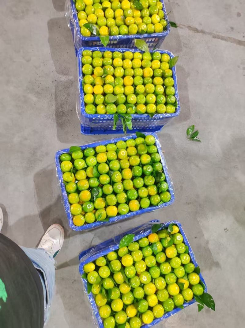 湖北特早蜜橘