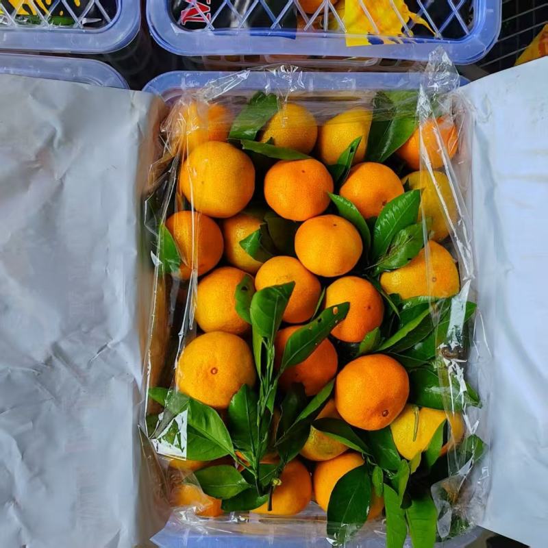 湖北特早蜜橘