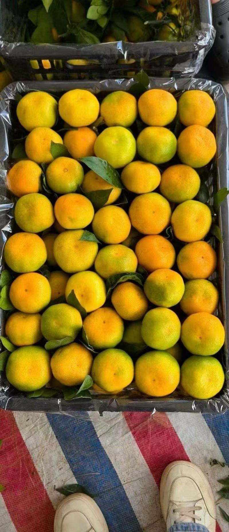 湖北特早蜜橘