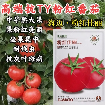 粉红佳丽番茄种子大果粉果抗YT中早熟高产抗病强硬果西红柿
