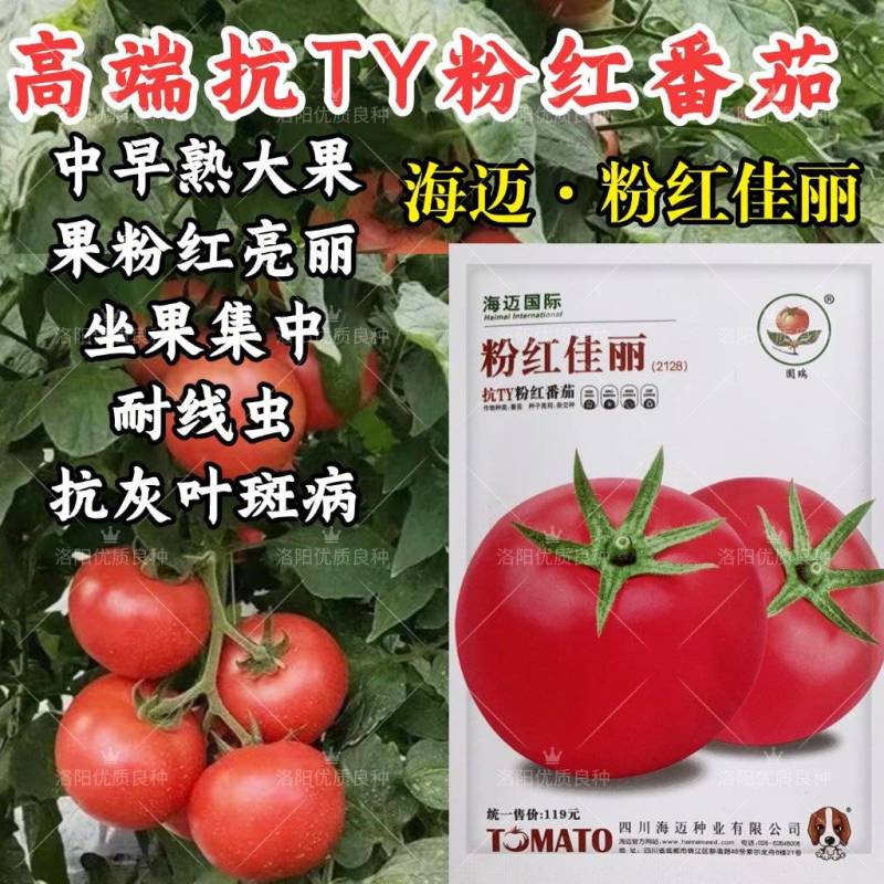 粉红佳丽番茄种子大果粉果抗YT中早熟高产抗病强硬果西红柿