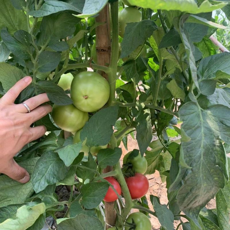 粉红佳丽番茄种子大果粉果抗YT中早熟高产抗病强硬果西红柿