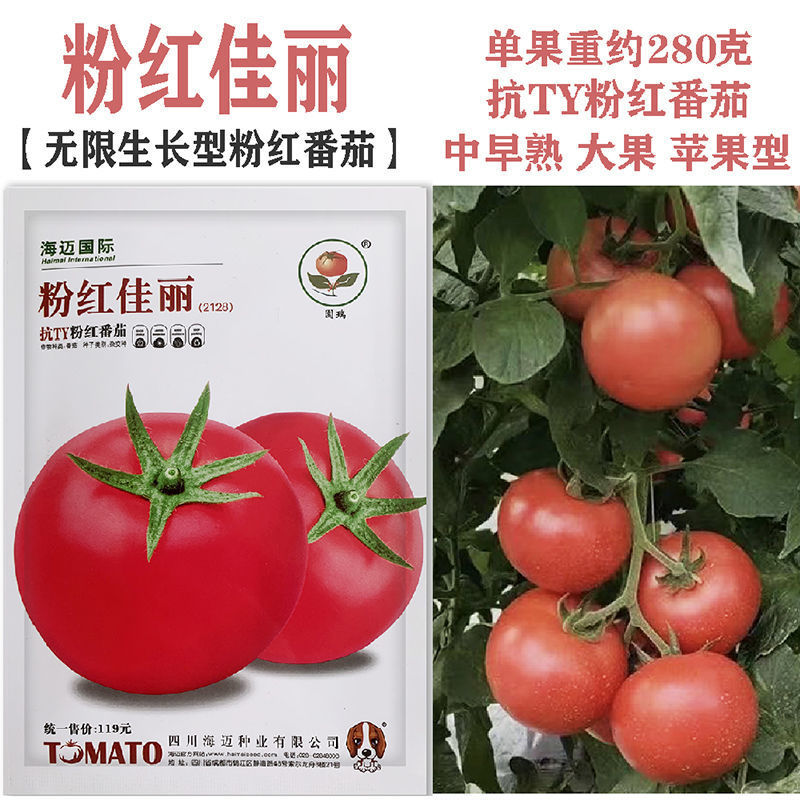粉红佳丽番茄种子大果粉果抗YT中早熟高产抗病强硬果西红柿
