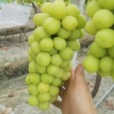 阳光玫瑰