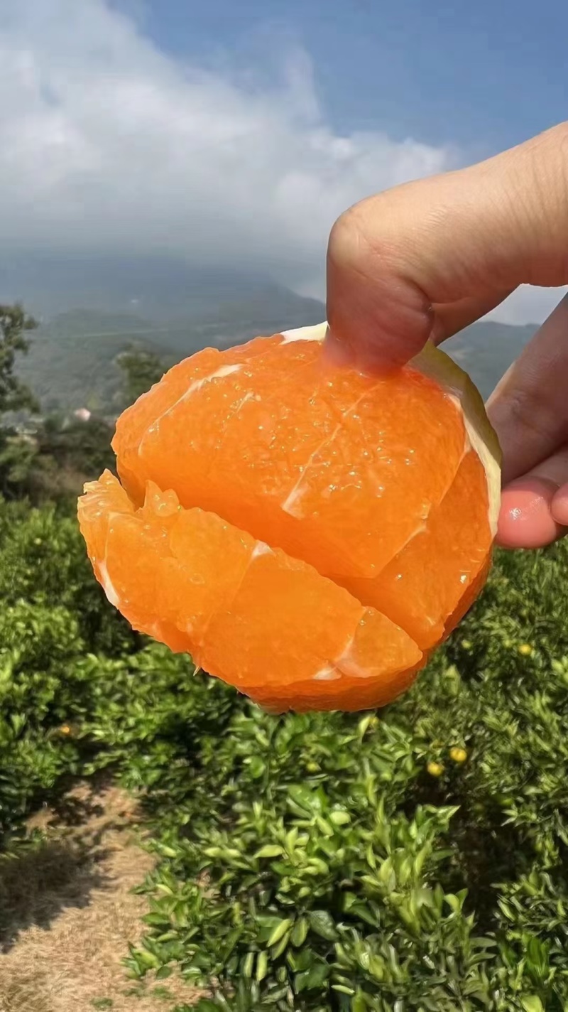 爱媛橙产地一手货源直供口感纯甜可视频看货