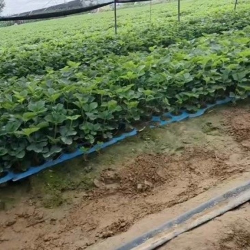 红颜九九草莓苗