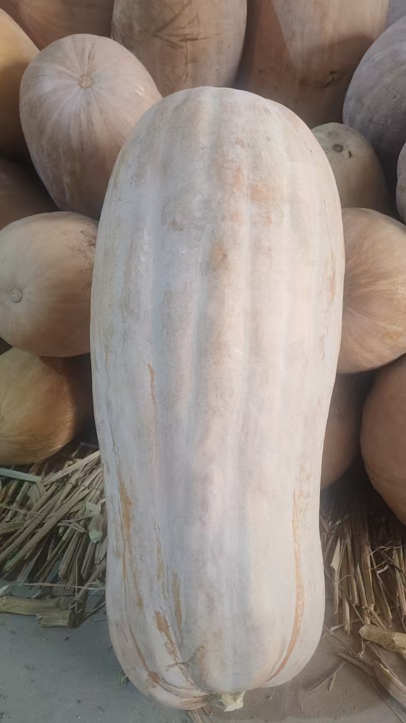 老南瓜，大量供应老南瓜，有需要的欢迎来洽谈