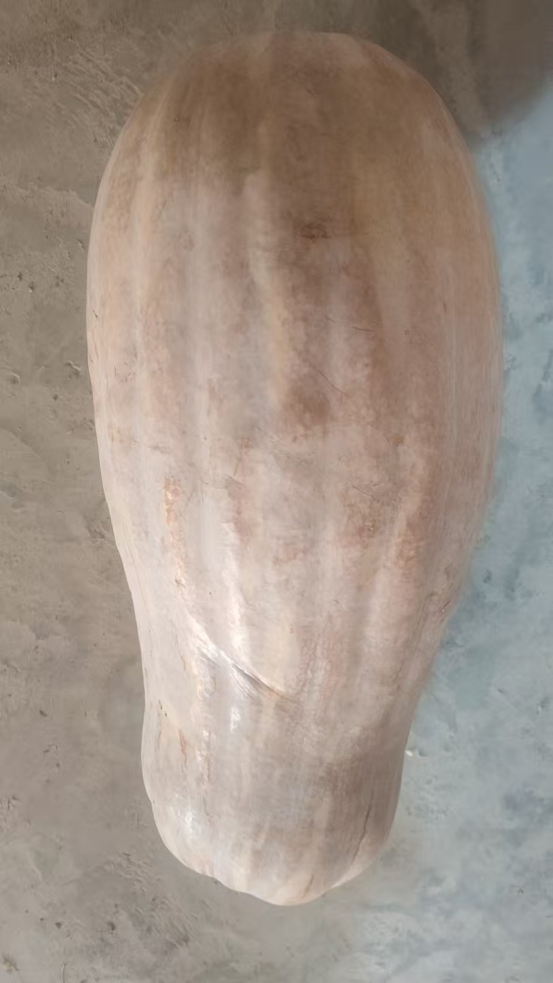 老南瓜，大量供应老南瓜，有需要的欢迎来洽谈