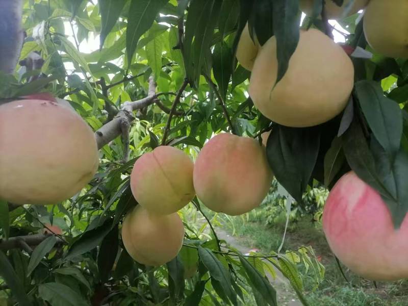 永莲蜜桃8号大量上市