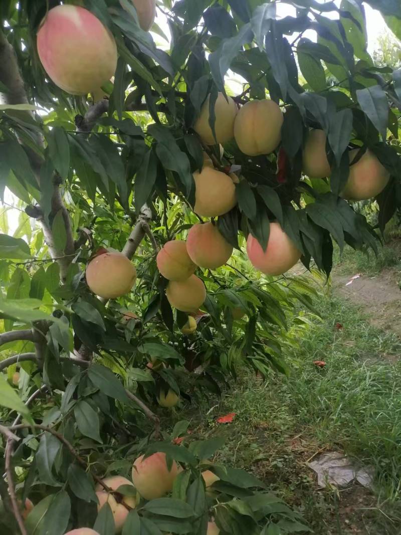 永莲蜜桃8号大量上市