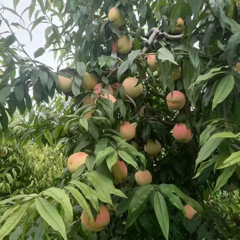 永莲蜜桃8号大量上市