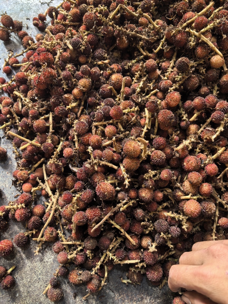 云南原产地鲜果阳春砂仁大量有货