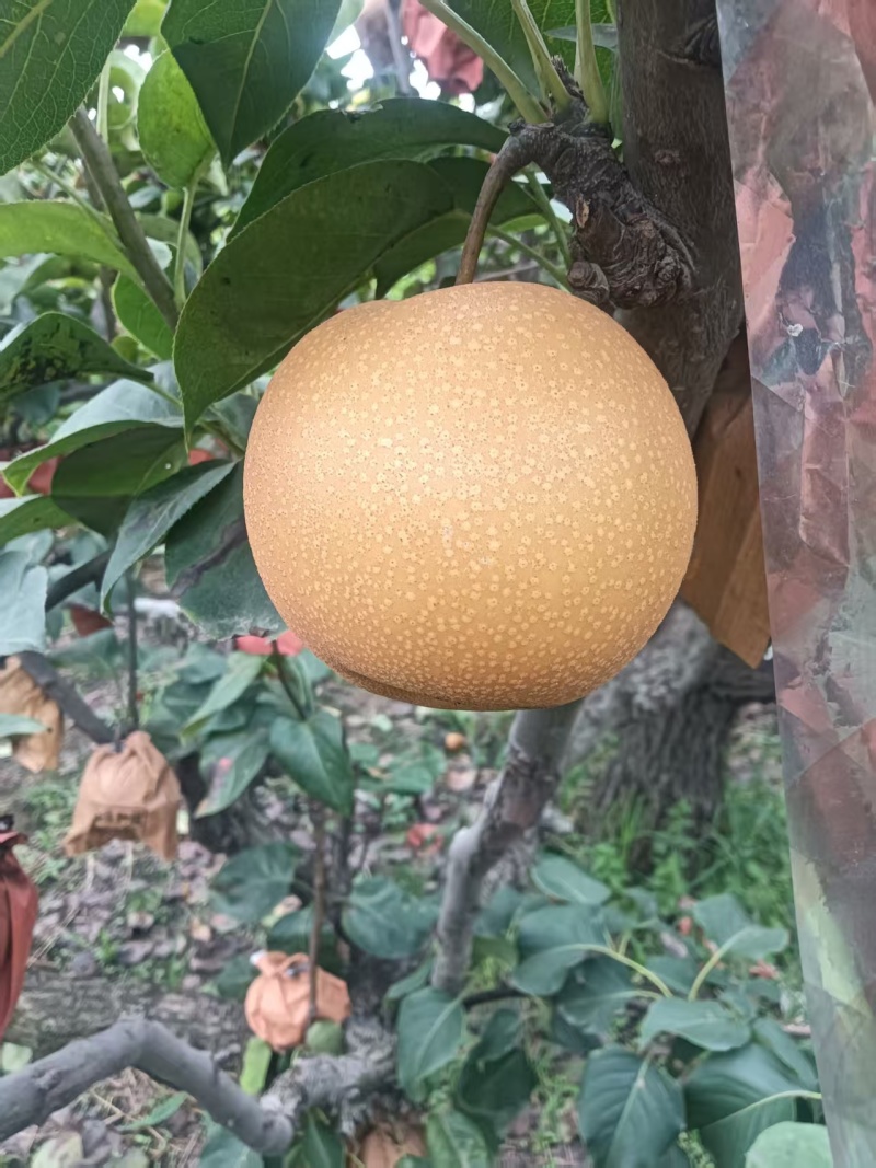 秋月梨