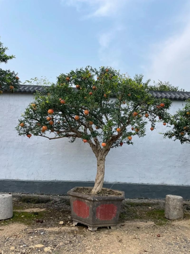 西安临潼庭院果石榴树