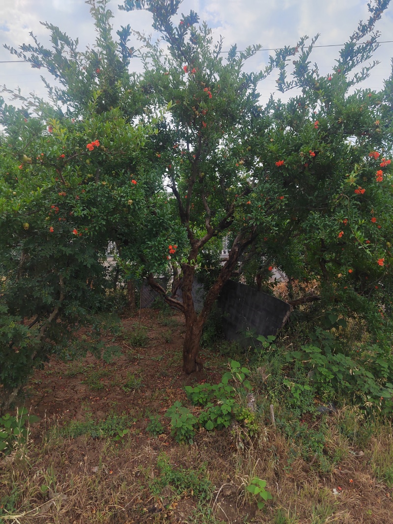 西安临潼庭院果石榴树