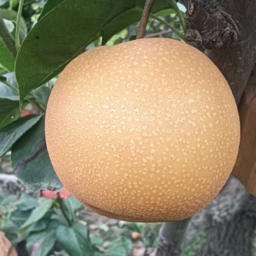 秋月梨