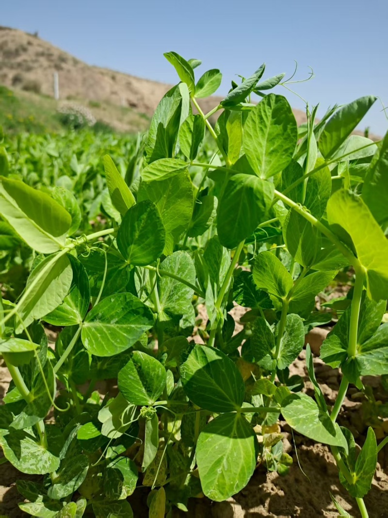 金禾研999手牌豆苗专用大量上市全国通发品质保障