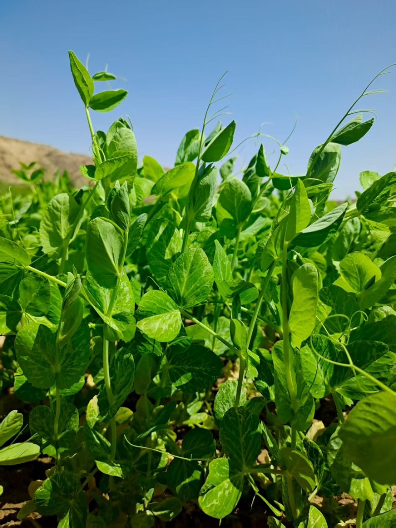 金禾研999手牌豆苗专用大量上市全国通发品质保障