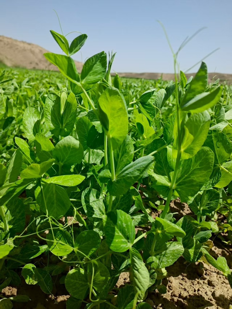 金禾研999手牌豆苗专用大量上市全国通发品质保障