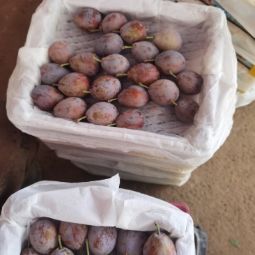 伽师新梅