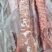肥猪多肉龙骨
