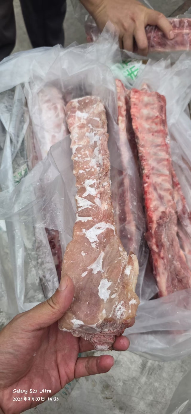 肥猪多肉龙骨