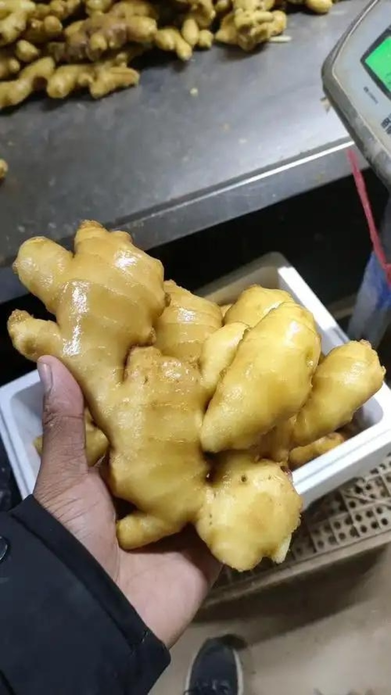 山东大黄姜、鲜姜电商、商超、食品厂、一手货源、量大从优