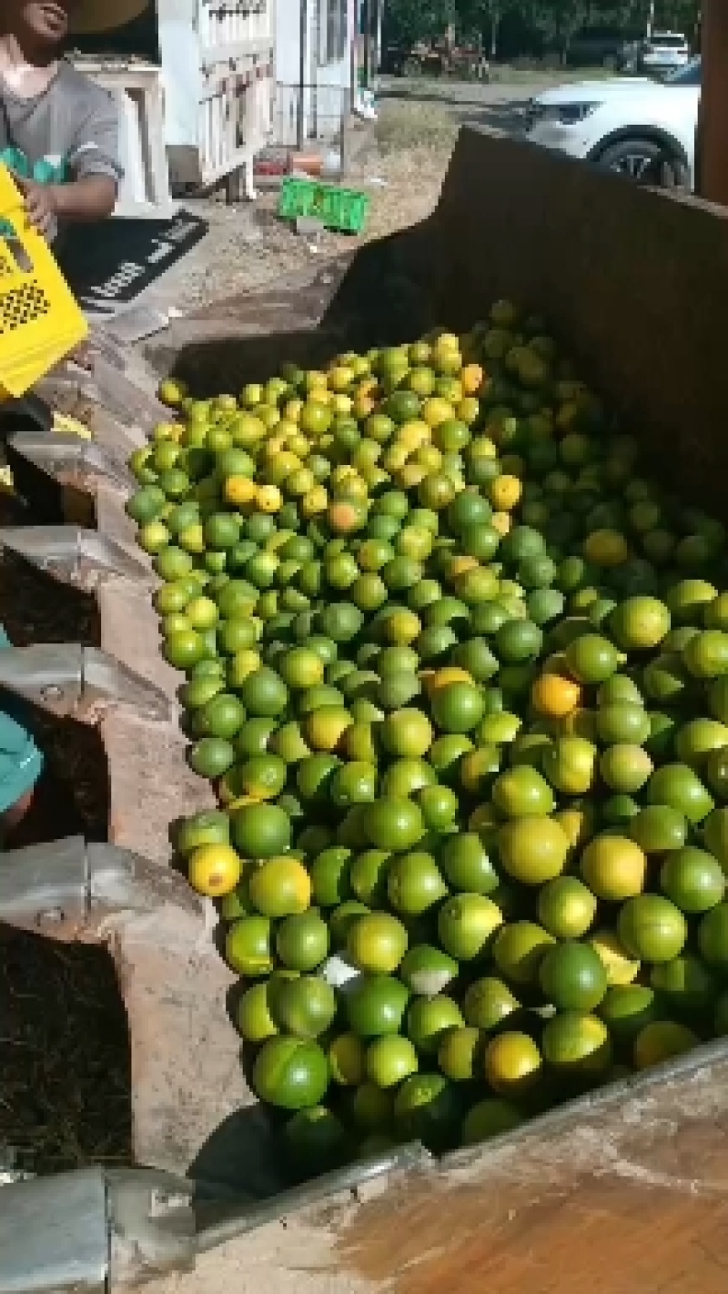 绿皮冰糖橙电商渠道市场工厂货大量供应中支持一件代发