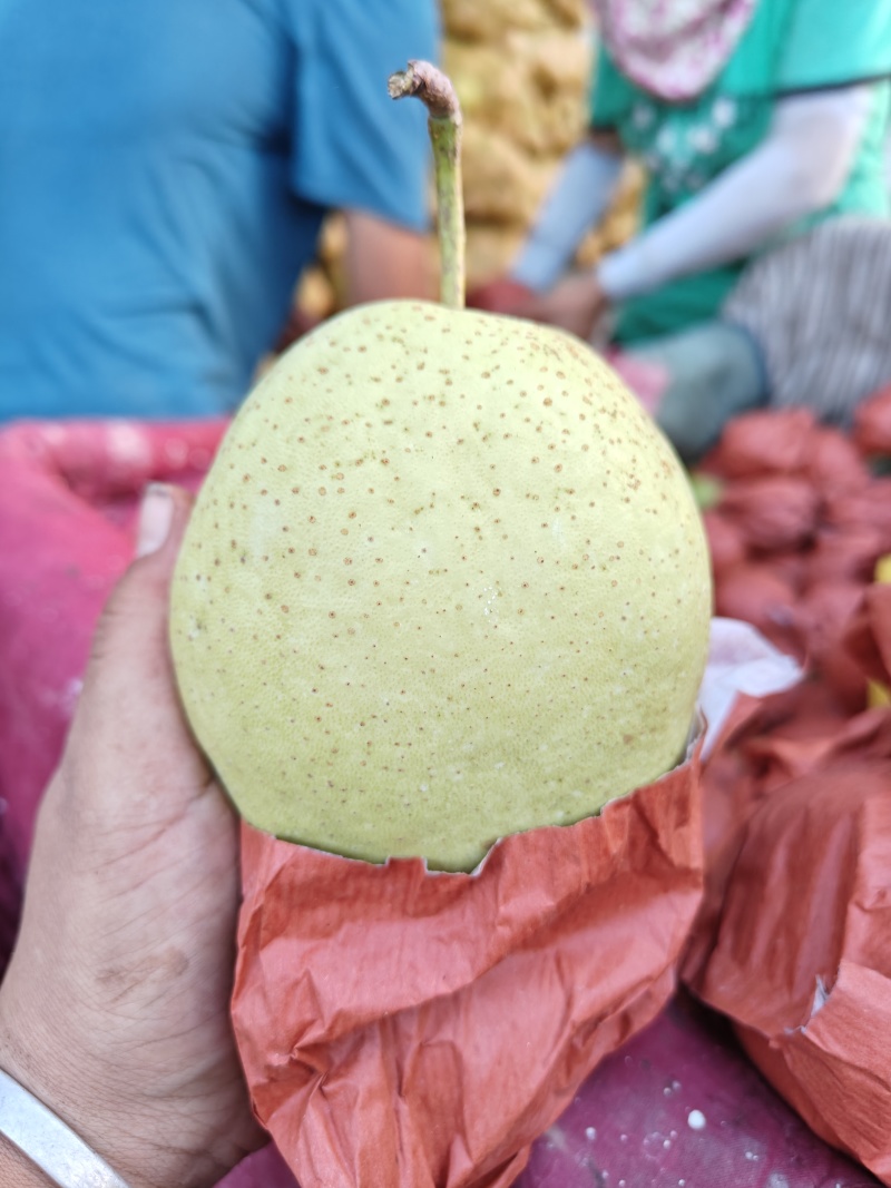 河北雪花梨，大量有货，一手货源量大优惠，欢迎合作