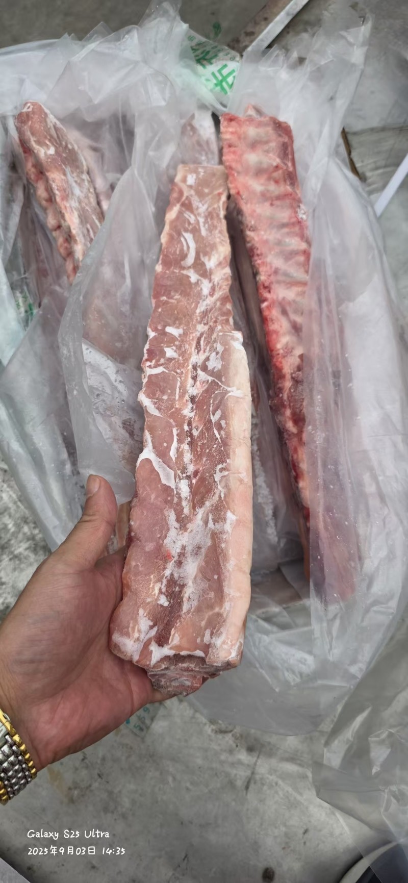 新到肥猪多肉龙骨，颜色鲜艳，工厂直销，量大从优