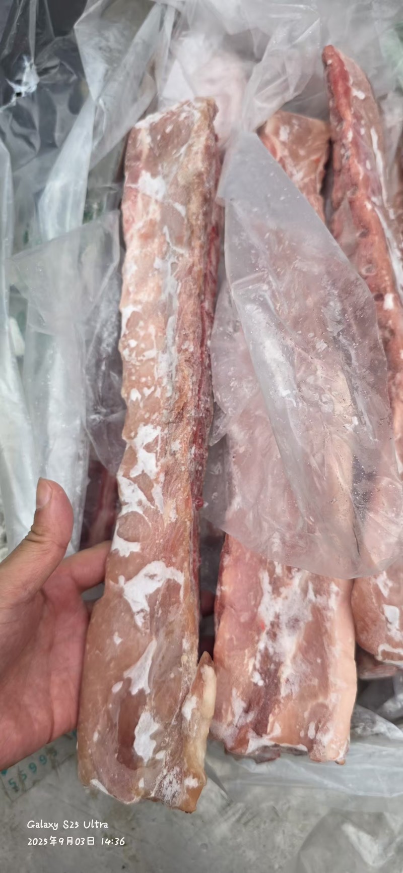 新到肥猪多肉龙骨，颜色鲜艳，工厂直销，量大从优