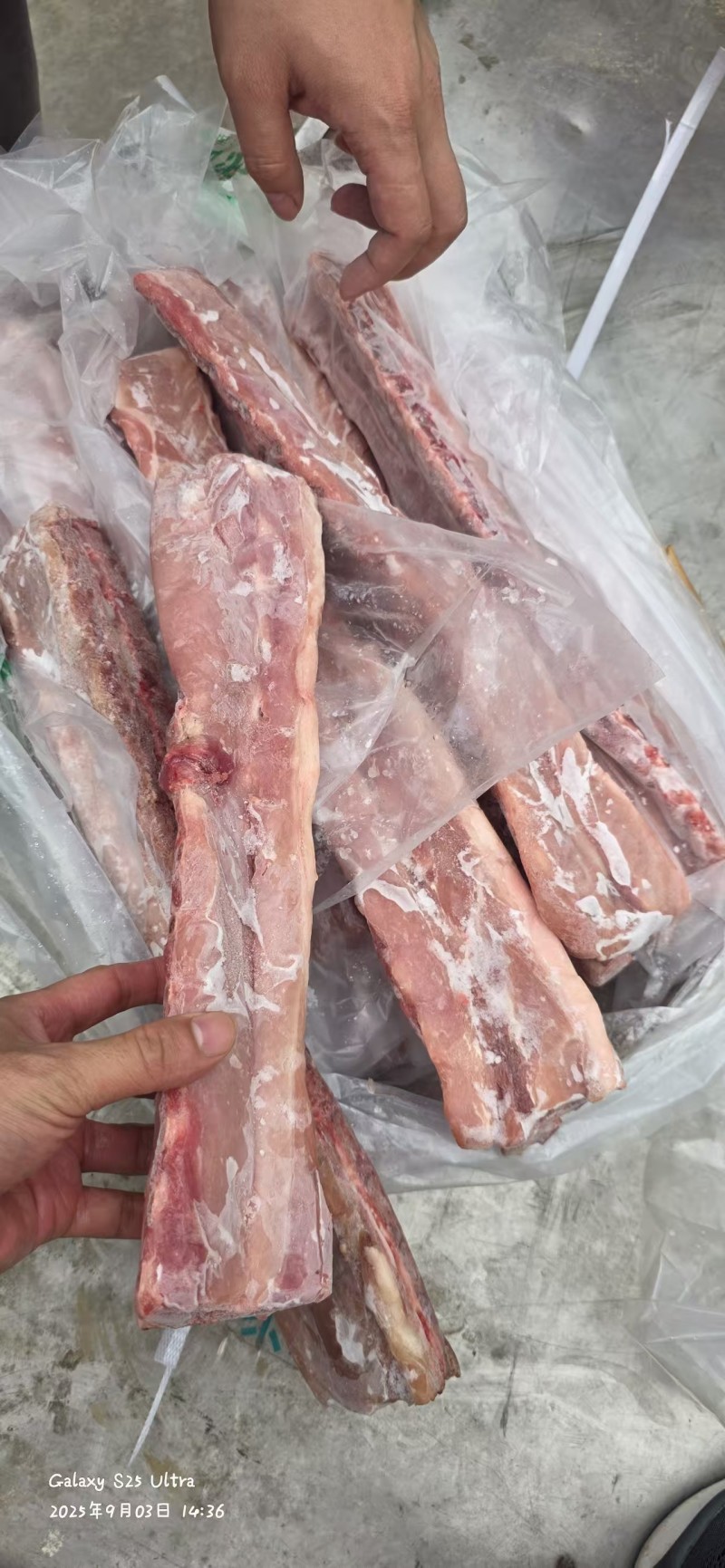 新到肥猪多肉龙骨，颜色鲜艳，工厂直销，量大从优