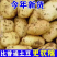 《内蒙土豆》226土豆/希森土豆/产地直发/长期供应批发