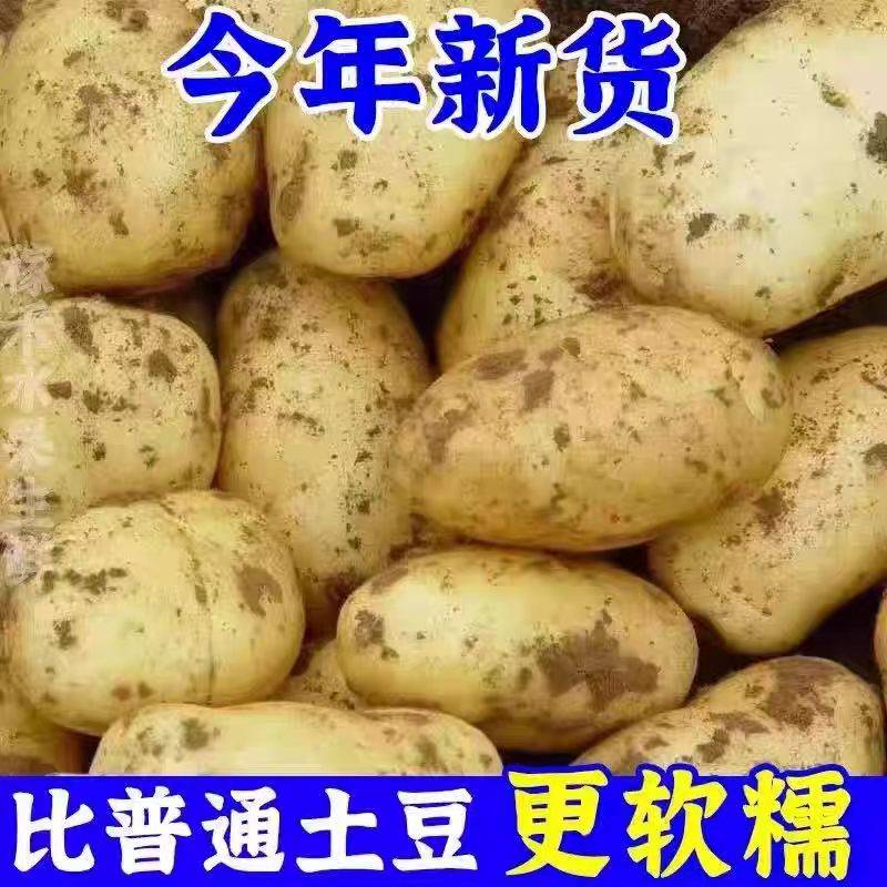 《内蒙土豆》226土豆/希森土豆/产地直发/长期供应批发