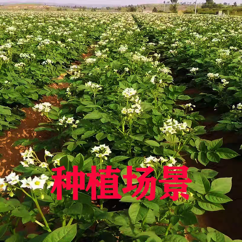 《内蒙土豆》226土豆/希森土豆/产地直发/长期供应批发