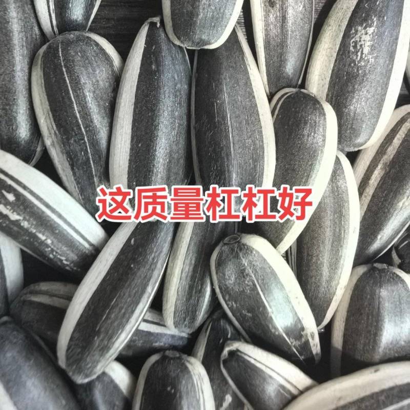 河北精品打手新瓜子招电商/量大价优/欢迎咨询