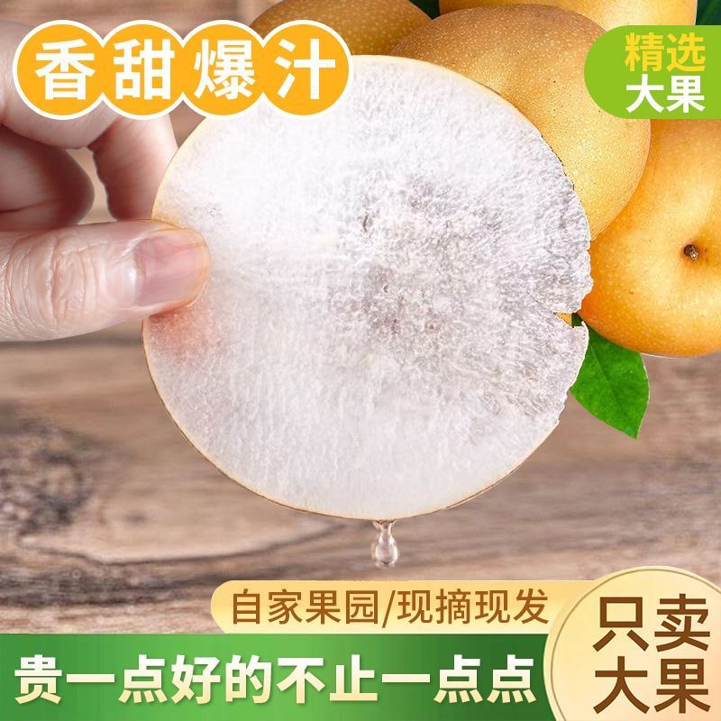 莱阳梨乡，秋月梨