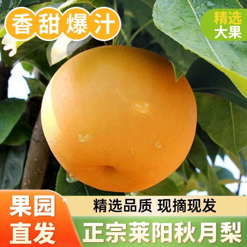 莱阳梨乡，秋月梨