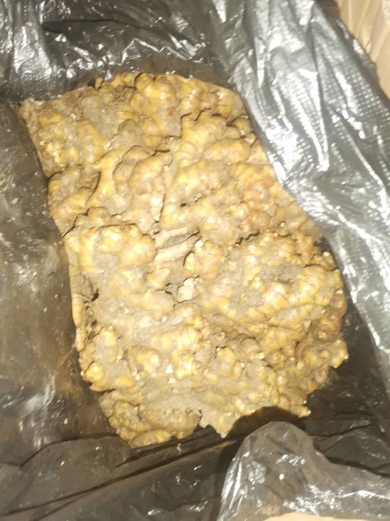 库存生姜二黄姜大量供应可视频看货欢迎来电采购洽谈对接