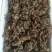 回春草云南起阳草泡茶泡水纯野生批发零售正品