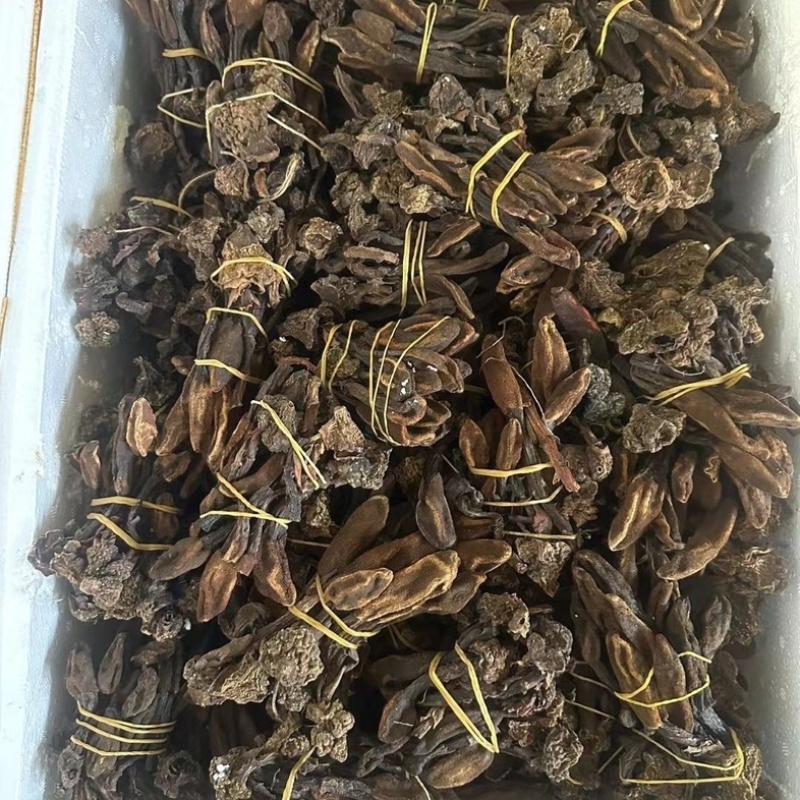 回春草云南起阳草泡茶泡水纯野生批发零售正品