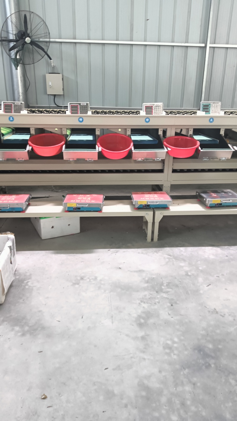 广西钦密9号百香果