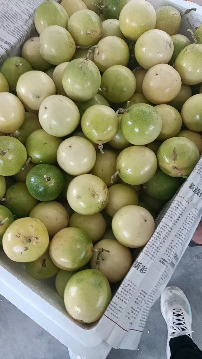 广西钦密9号百香果