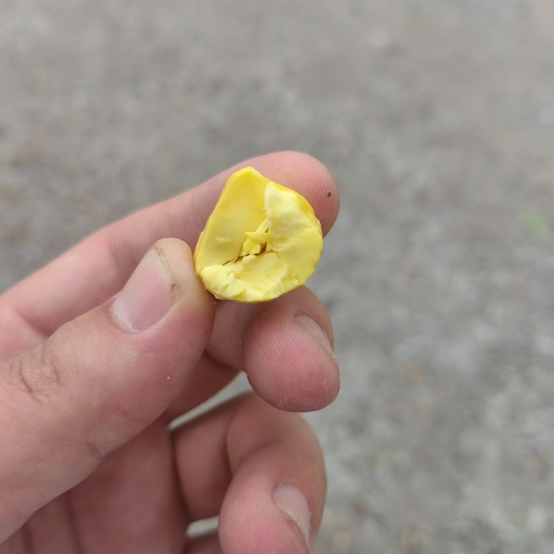 沂蒙山油栗